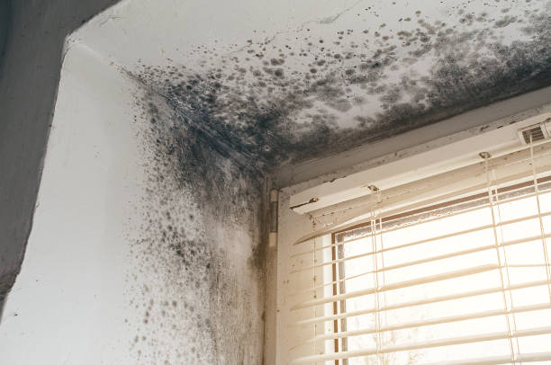 Affordable Mold Cleanup solutions in Hesston, PA